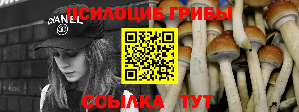 Псилоцибиновые грибы Psilocybine cubensis Камень-на-Оби